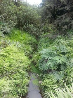 Gunnera schultesii.jpeg