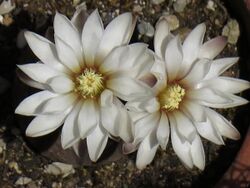 Gymnocalycium ragonesii 7.JPG