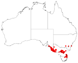 Hakea nodosa DistMap.png