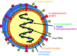 Henipavirus structure.svg