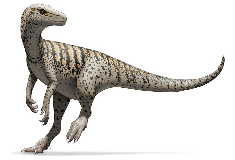 File:Herrerasaurus ischigualastensis Illustration.jpg