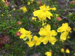 Hibbertia ericifolia.jpg