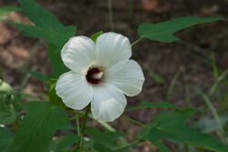 Hibiscus laevis Arkansas.jpg