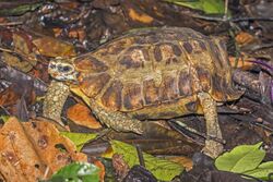 Home's hinge-back tortoise (Kinixys homeana) Ghana.jpg