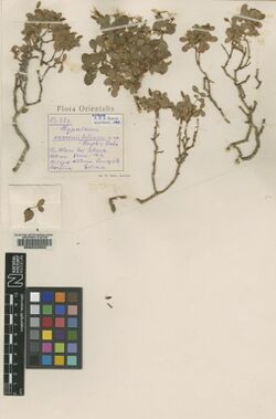 Hypericum vacciniifolium.jpg