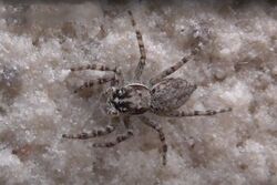 Jumping spider (Menemerus brachygnathus).jpg