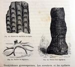 La terre avant le déluge, 1863 "Ecorce du sigillaria laevigata, Racine de Sigillaria, Troc d'un sigillaria". (4514417640).jpg