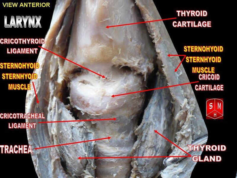 File:Larynx detailed.jpg