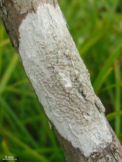 Lecanora caesiorubella 238046.jpg