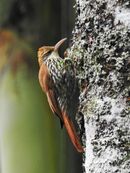 Lepidocolaptes squamatus; Viçosa, Minas Gerais, Brazil (cropped).jpg