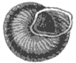 Leptaxis wollastoni conch shell 2.png