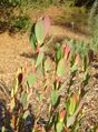 Leucadendron discolor 'Pom Pom' - San Luis Obispo Botanical Garden - DSC05893.JPG