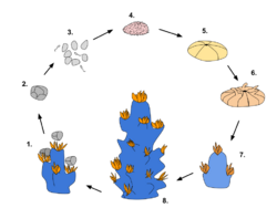 Life Cycle of Corals.svg