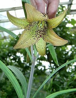 Lilium bakerianum.jpg