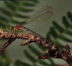 Male Blackline Hawaiian damselfly by Dan Polhemus (7981009105).jpg