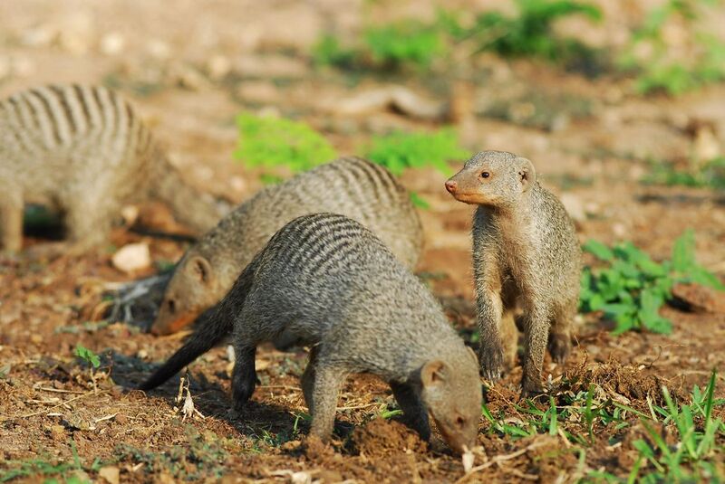 File:Mangoustes rayées - Banded Mongooses.jpg