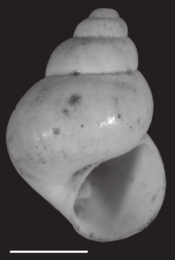 Marstonia comalensis shell.png