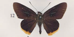 Matapa celsina Felder & Felder (male), Sulawesi (Tombugu, 1885, H. Kühn, R. Oberthür Coll.).png