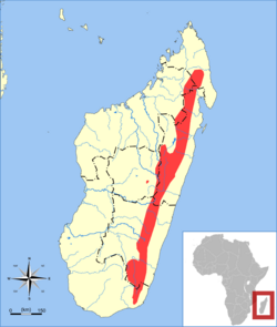 Microgale gracilis range map.svg