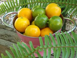 Mixed Calamondin-Calamansi.jpg