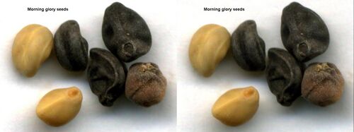 Morninggloryseeds3d.jpg