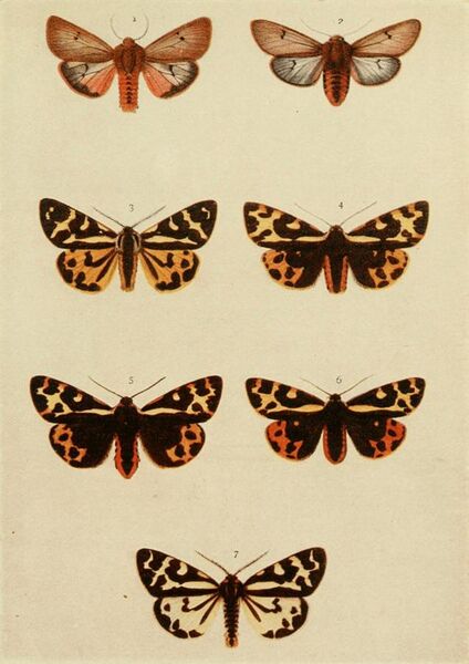 File:Moths of the British Isles Plate080.jpg