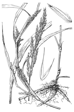 Muhlenbergia frondosa HC-1950.png