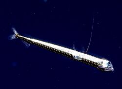 NOAA Ocean Exploration Viperfish Chauliodus danae.jpg