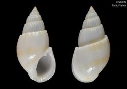 Nassarius alabasteroides (MNHN-IM-2000-21889).jpeg