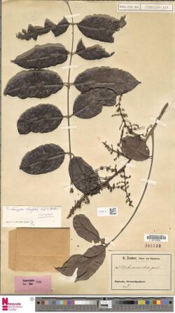 Naturalis Biodiversity Center - L.2274112 - Trichoscypha rhoifolia Engl. and Brehmer - Anacardiaceae - Plant type specimen.jpeg