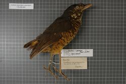 Naturalis Biodiversity Center - RMNH.AVES.120540 - Grallaria squamigera squamigera Prévost & Des Murs, 1842 - Formicariidae - bird skin specimen.jpeg