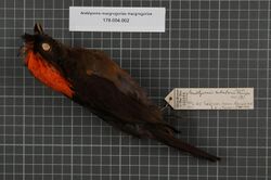 Naturalis Biodiversity Center - RMNH.AVES.143285 1 - Amblyornis macgregoriae macgregoriae De Vis, 1890 - Ptilonorhynchidae - bird skin specimen.jpeg