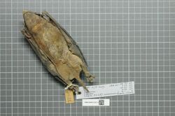 Naturalis Biodiversity Center - RMNH.MAM.32387.b ven - Cheiromeles torquatus - skin.jpeg