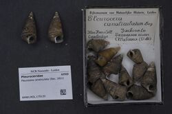 Naturalis Biodiversity Center - RMNH.MOL.175133 - Pleurocera canaliculata (Say, 1821) - Pleuroceridae - Mollusc shell.jpeg
