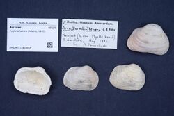 Naturalis Biodiversity Center - ZMA.MOLL.410855 - Fugleria tenera (Adams, 1845) - Arcidae - Mollusc shell.jpeg
