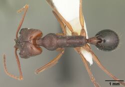 Odontomachus relictus casent0104172 dorsal 1.jpg