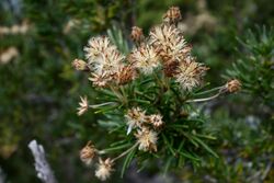 Olearia pinifolia - close-up - kunanyi.jpg