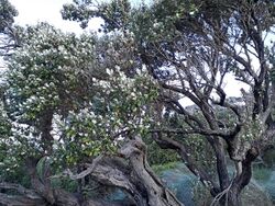 Olearia traversiorum.jpg