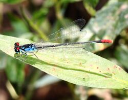 PAINTED DAMSEL (Hesperagrion heterodoxum) (10-17-12) sonoita creek above patagonia lake, scc, az -02 (8098276511).jpg