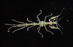 Paraproto spinosa, Skeleton Shrimp no. J 20954.jpg