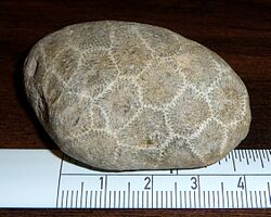 Petoskey stone unpolished with cm scale.jpg
