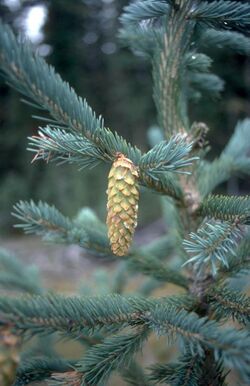 Picea engelmannii UGA1.jpg