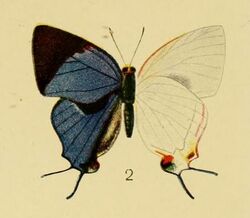 Pl.3-02-Iolaus scintillans (Aurivillius, 1905).JPG