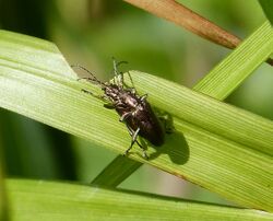 Plateumaris species. Chrysomelidae. (34949626542).jpg