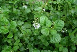 Plectranthus strigosus kz2.jpg