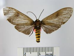 Pseudopharus amata.JPG