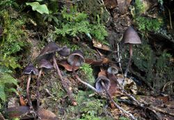 Psilocybe neoxalapensis Colexta.jpg