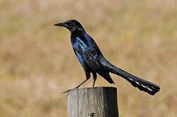 Quiscalus major -Three Lakes Wildlife Management Area, Florida, USA -male-8.jpg