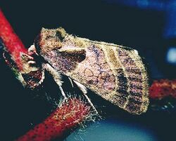 Red bollworm moth.jpg