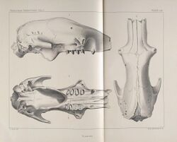 Reports of the Princeton University Expeditions to Patagonia, 1896-1899 (PLATE LVIII) (7005566787).jpg